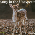 unexpected-beauty