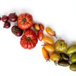 rezel-apacionado-362232